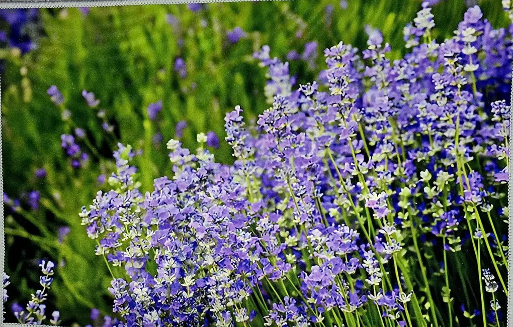 Rohožka, Koberček E 40x60 cm