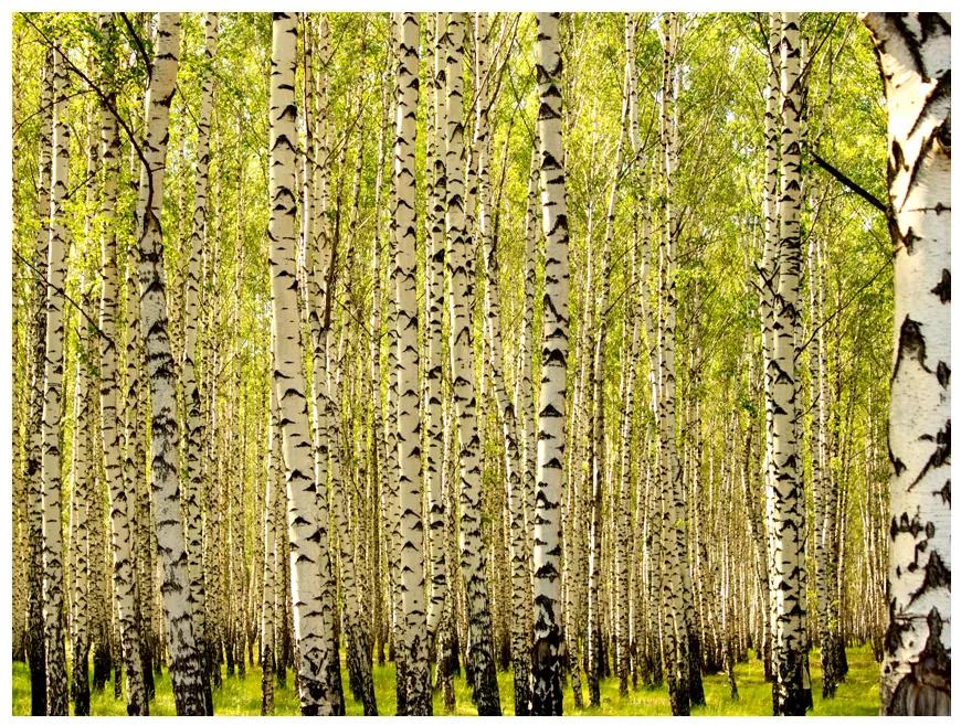 Artgeist Fototapeta - Birch forest Veľkosť: 147x105, Verzia: Samolepiaca