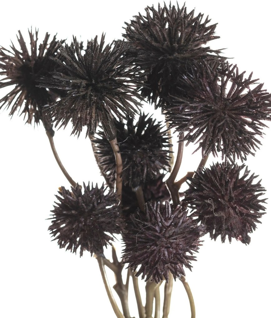 Kytica Kraspedia 30cm deep brown