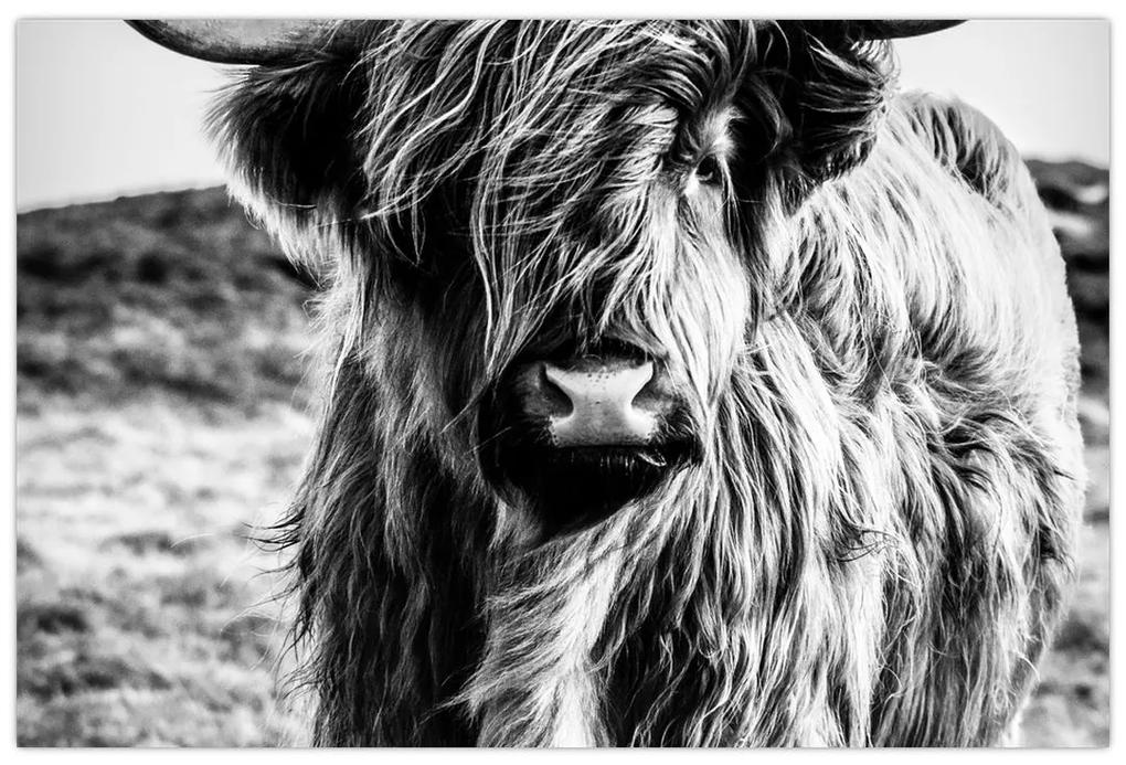 Obraz - Highland - Škótska krava (90x60 cm)