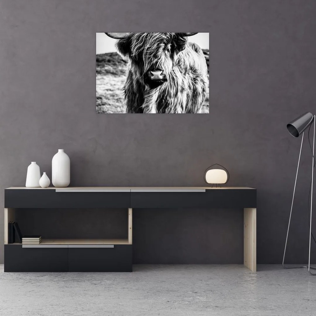 Sklenený obraz - Highland - Škótska krava (70x50 cm)