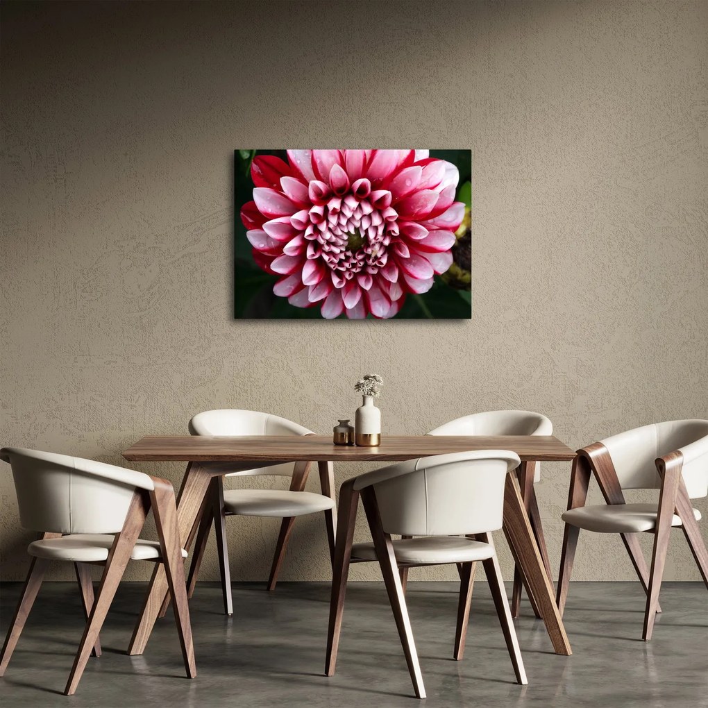Obraz ružovej Dahlie (70x50 cm)