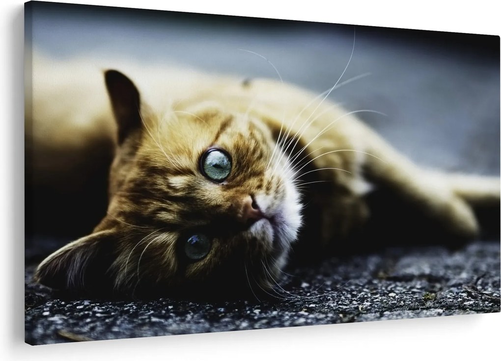 Obraz mačiatka (90x60 cm)