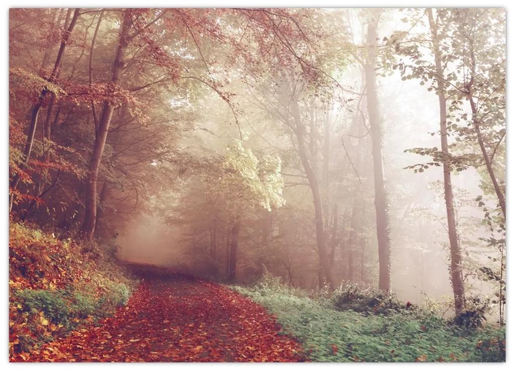 Sklenený obraz - Jesenná prechádzka lesom (70x50 cm)