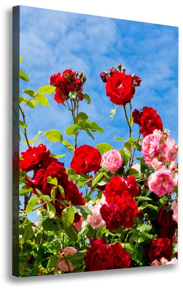 Foto obraz na plátne do obývačky Divoká ruža pl-oc-70x100-f-104021490