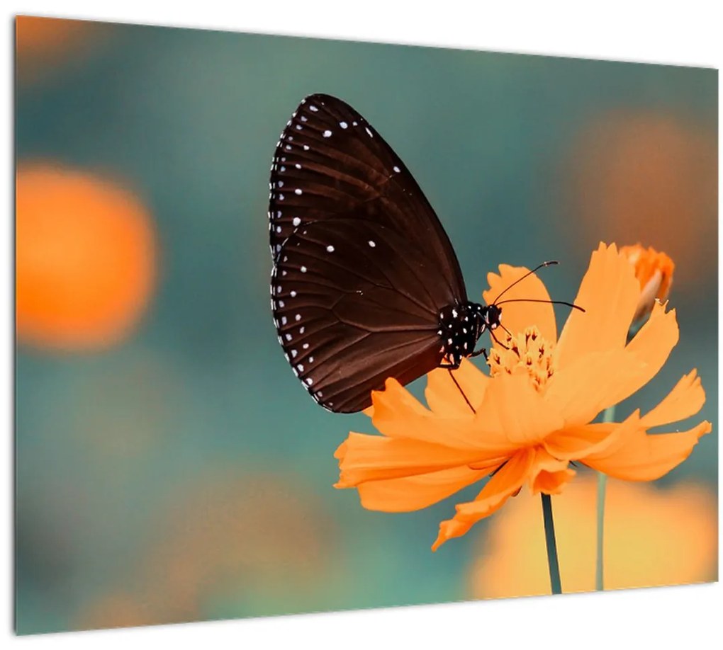 Sklenený obraz - motýľ na oranžovom kvete (70x50 cm)