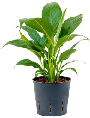 Spathiphyllum mont blanc 13/12 cm