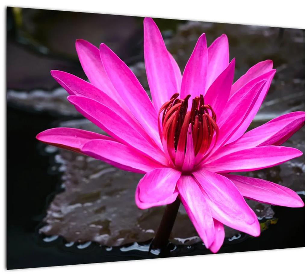 Sklenený obraz - ružový kvet (70x50 cm)