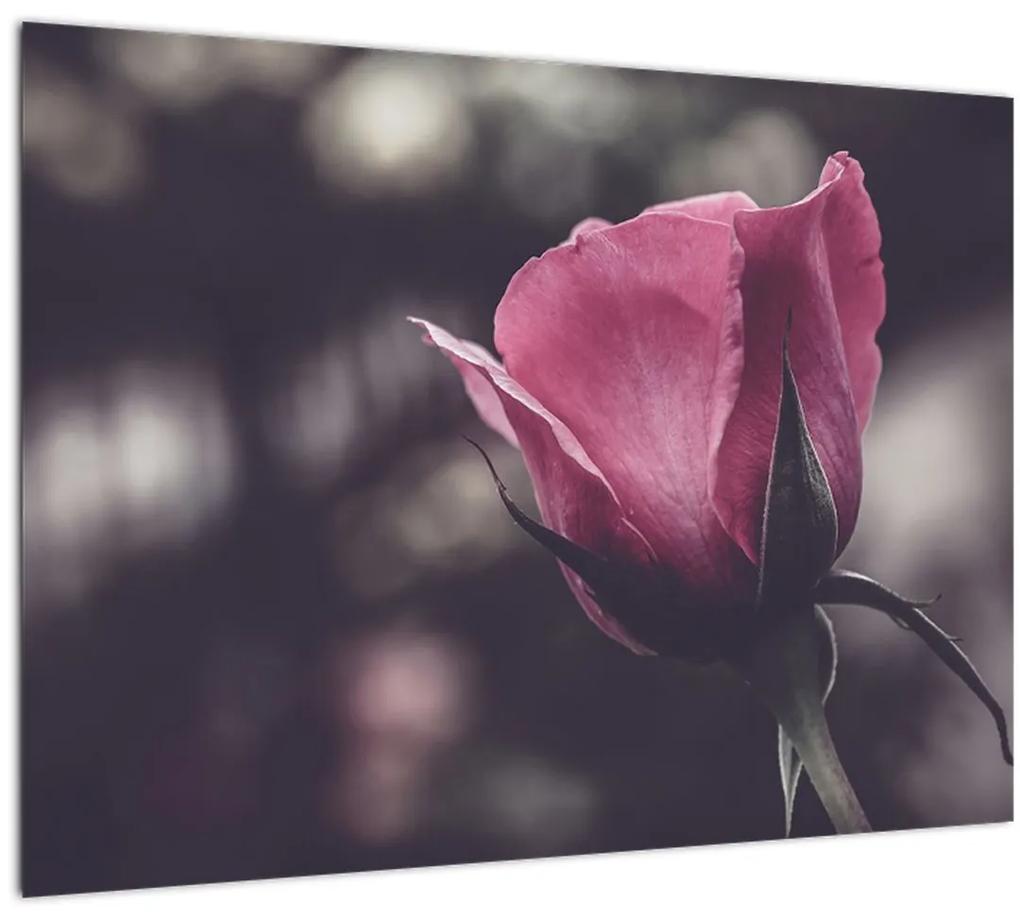Obraz - Detail kvetu ruže (70x50 cm)