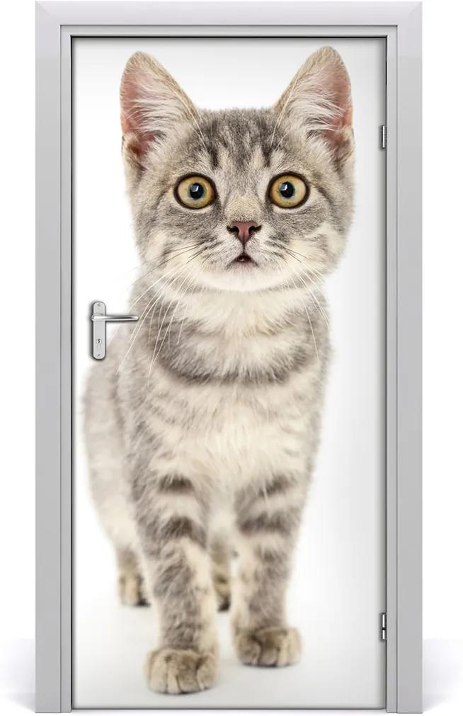 Samolepící fototapeta na dveře Šedá kočka