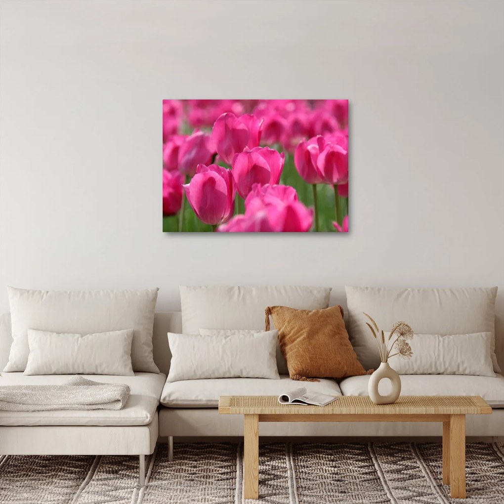Obraz - Ružové tulipány (70x50 cm)