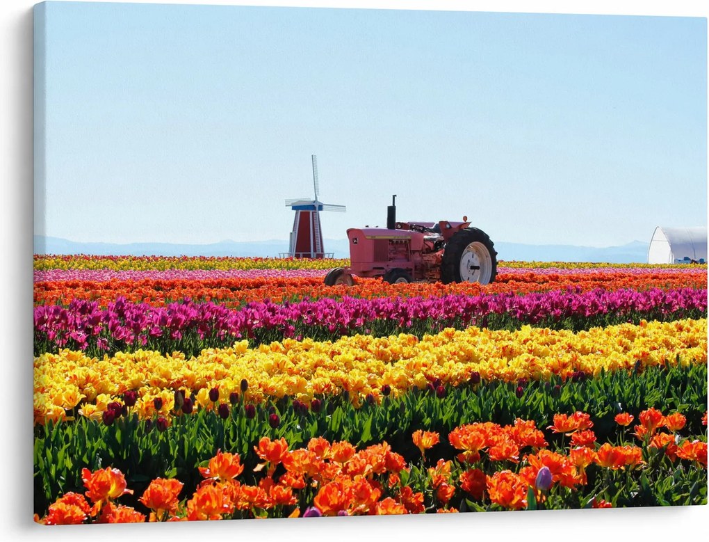 Obraz tulipánové farmy (70x50 cm)
