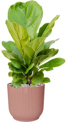 Ficus lyrata stem Pots. 21x50 cm