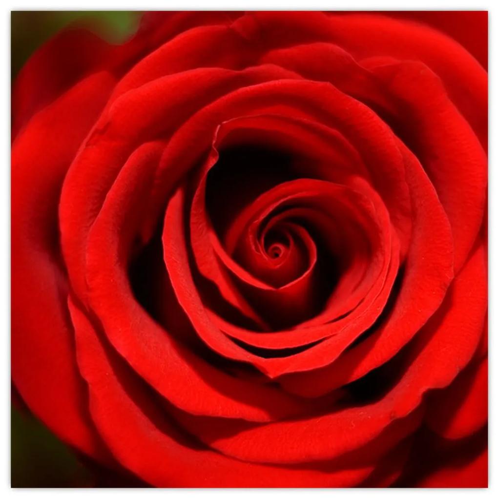 Detail ruže - obraz