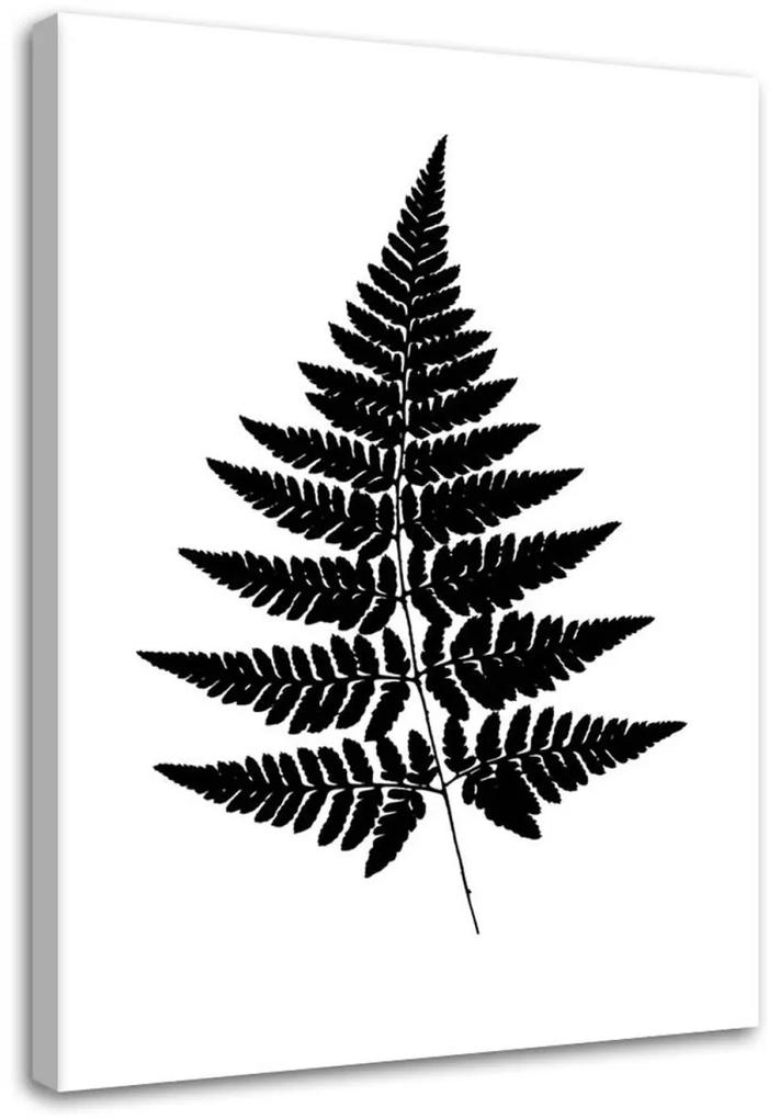 Obraz na plátně Kapradinový list černobílý - 40x60 cm