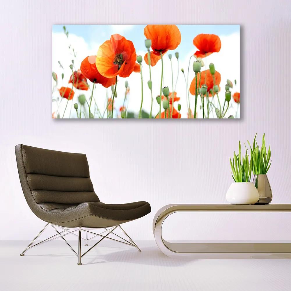Obraz plexi Kvety maky lúka pole príroda 120x60 cm