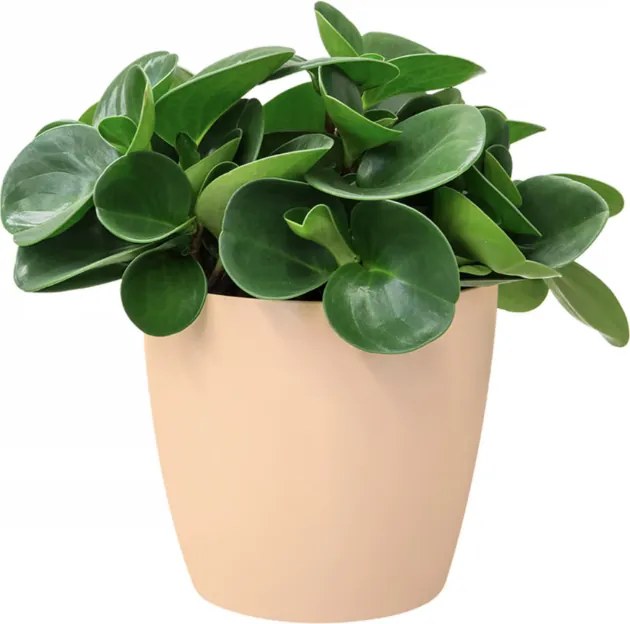 Květináč Brusela 16x15 cm béžový