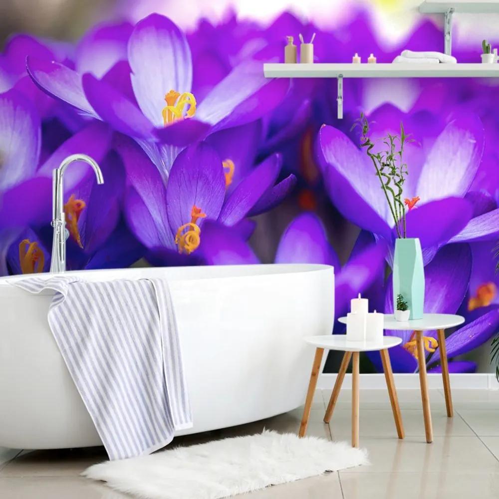 Fototapeta kvitnúci fialový šafrán - 150x100