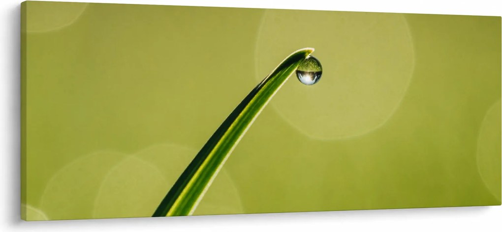 Obraz kvapky vody na tráve (120x50 cm)