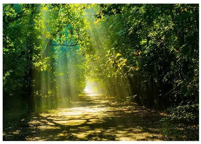 Samolepiaca fototapeta - Road in Sunlight Veľkosť: 441x315, Verzia: Samolepiaca