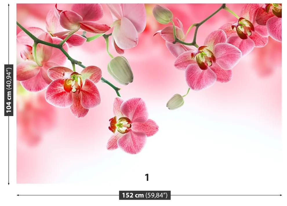 Fototapeta Vliesová Tropické orchidey 152x104 cm