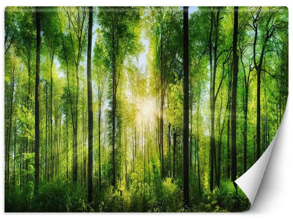 Fototapeta, Sluneční paprsky v lese - 254x184 cm