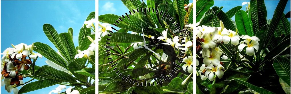 Obraz - Plumeria (s hodinami) (90x30 cm)