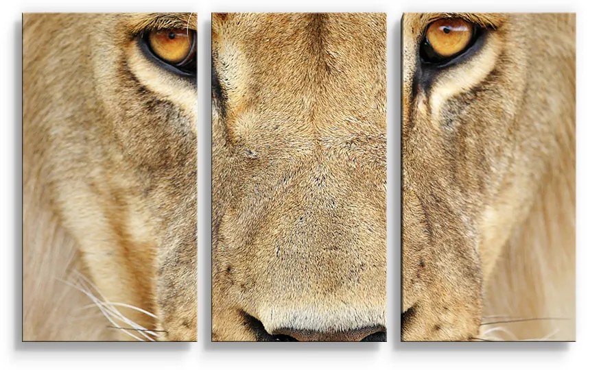 Sablio Obraz - 3-dílný Pohled Levica - 120x80 cm