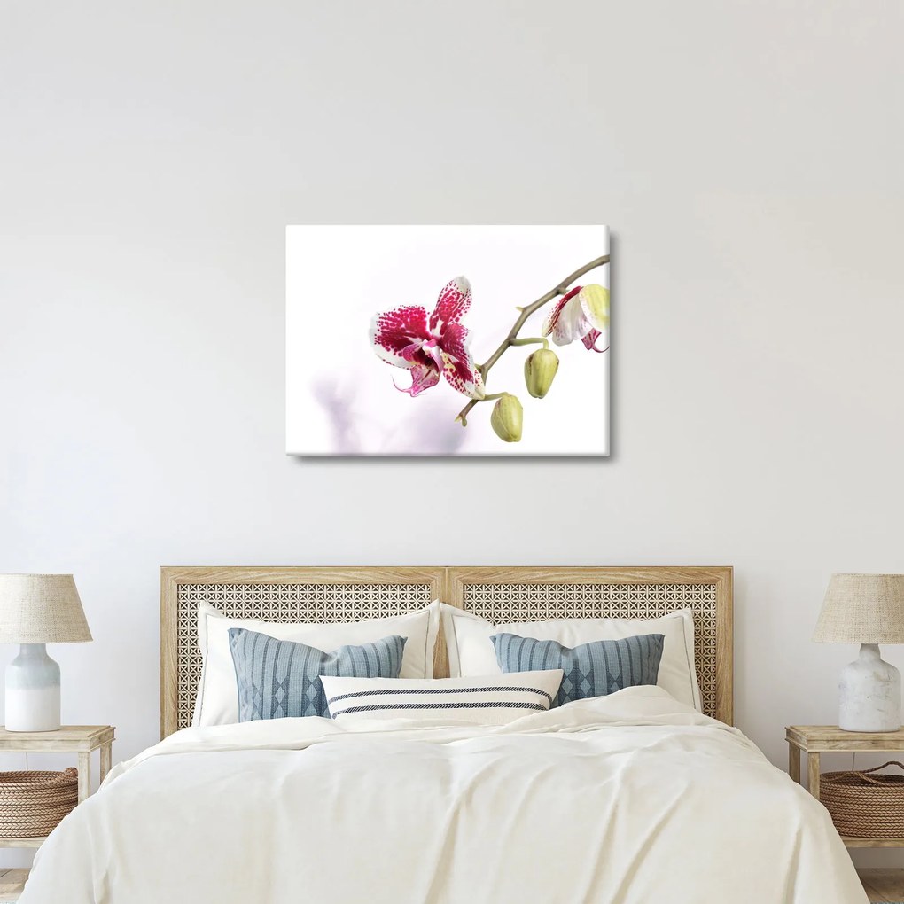 Obraz kvetu orchidey (70x50 cm)