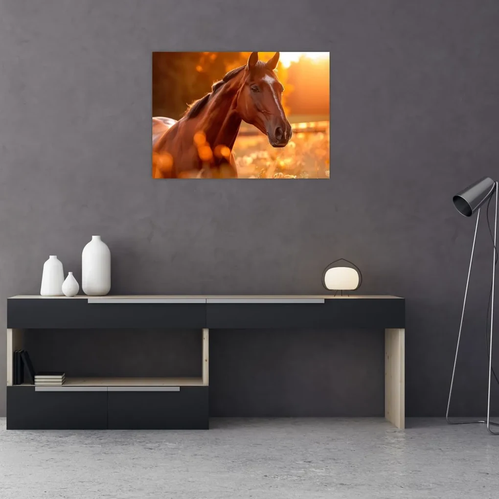 Sklenený obraz - Kôň v západe slnka (70x50 cm)