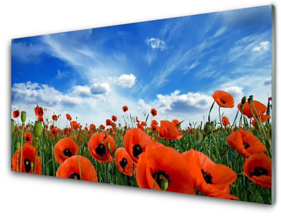 Skleneny obraz Lúka maky kvety 100x50cm