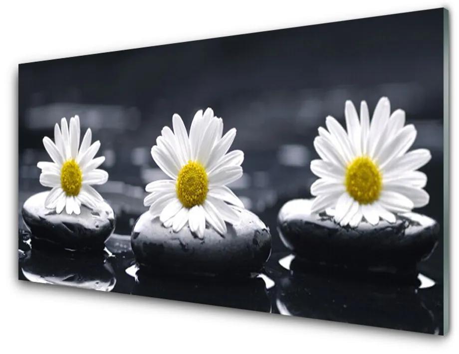 Obraz na akrylátovom skle Sedmokráska kamene rastlina 100x50 cm