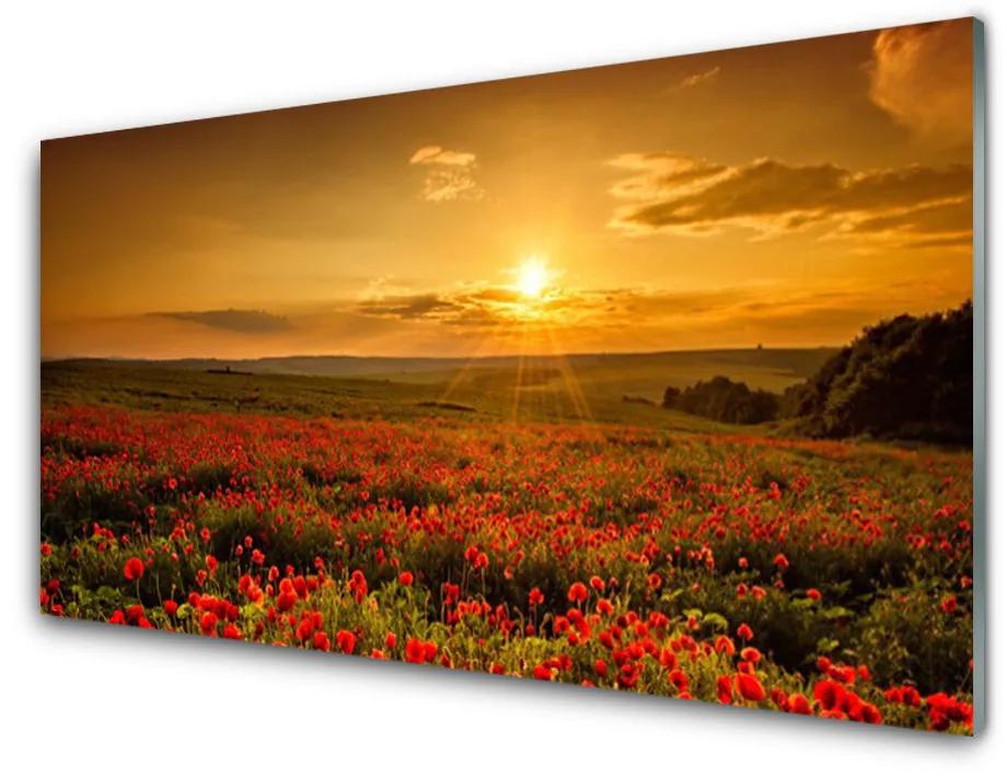Skleneny obraz Pole maky západ slnka lúka 125x50 cm