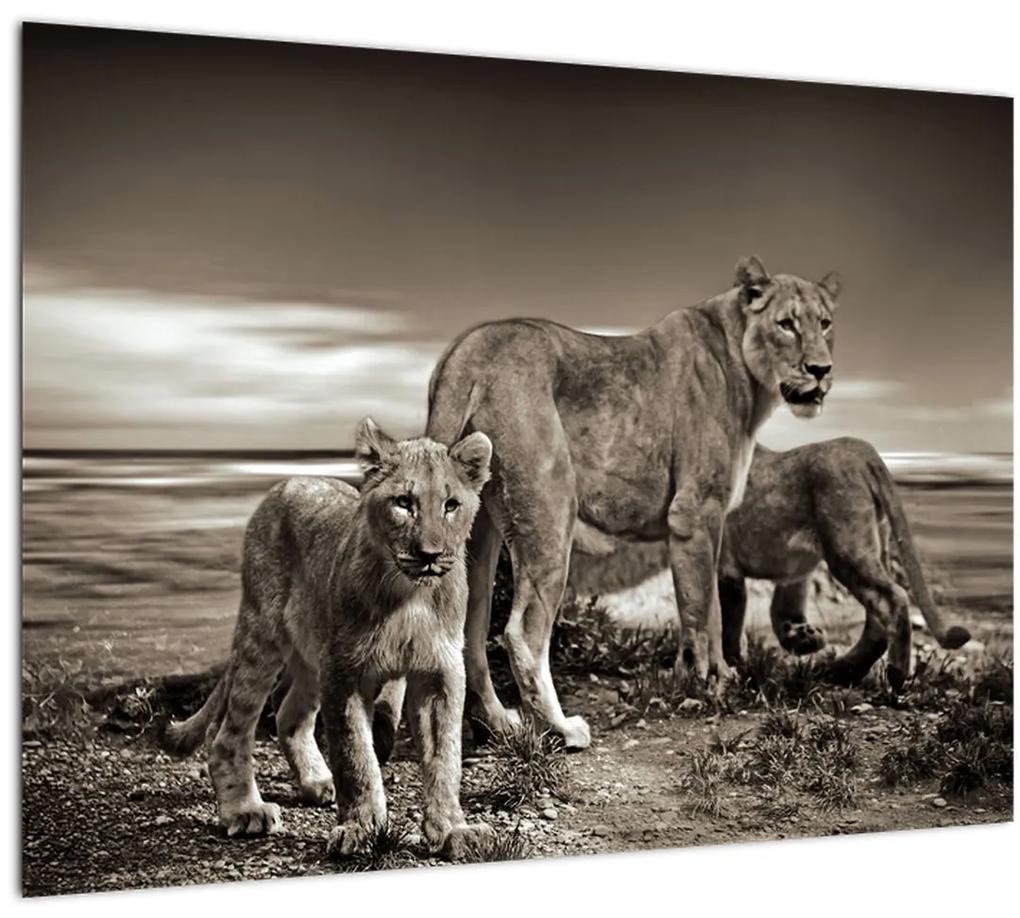 Sklenený obraz čiernobielych levov (70x50 cm)
