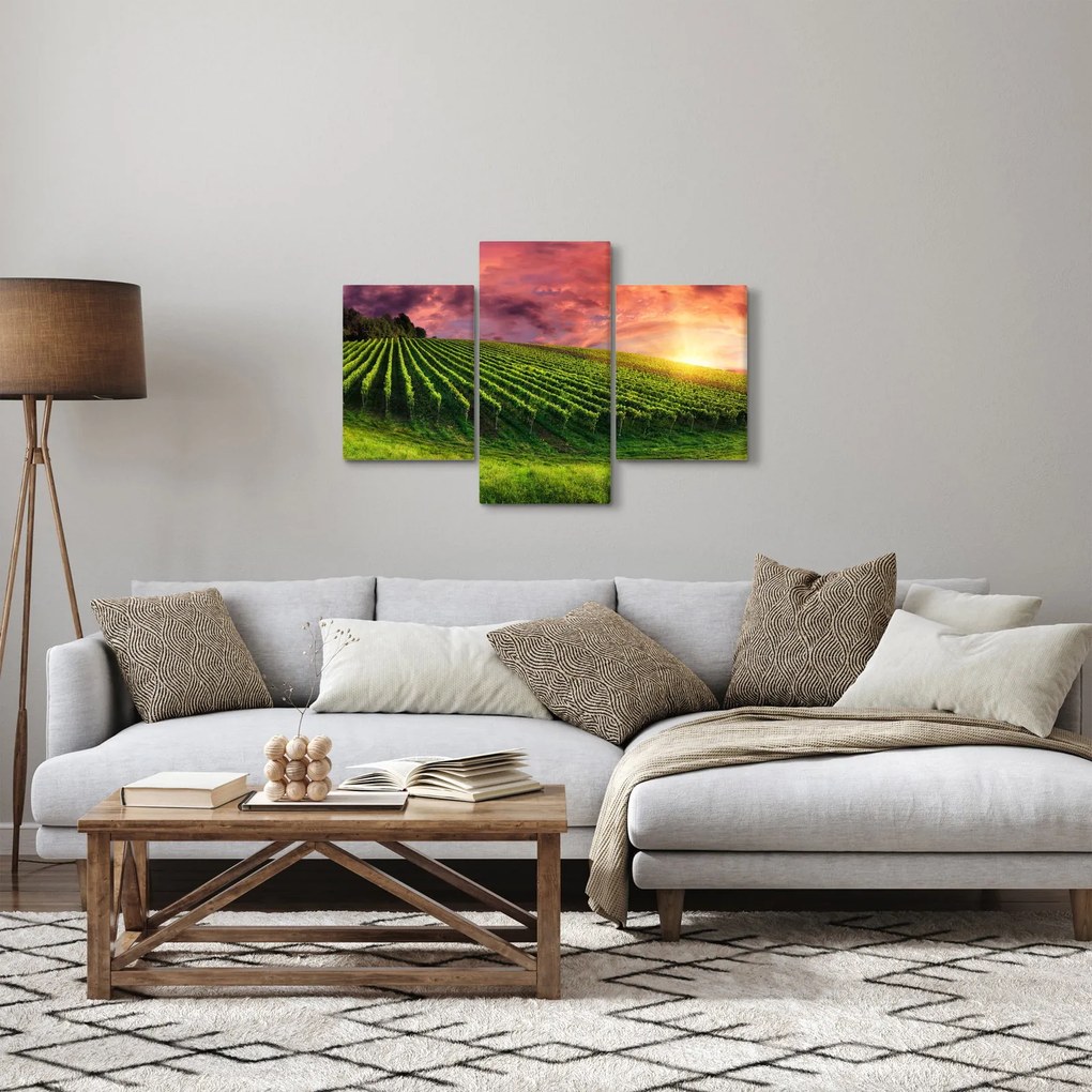 Obraz vinice s farebným nebom (90x60 cm)