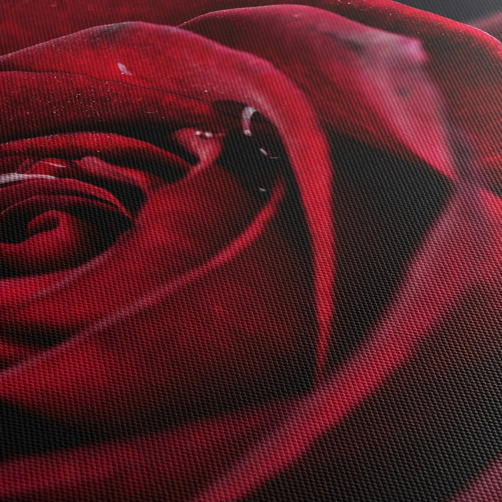 Obraz - Červená ruža (120x50 cm)