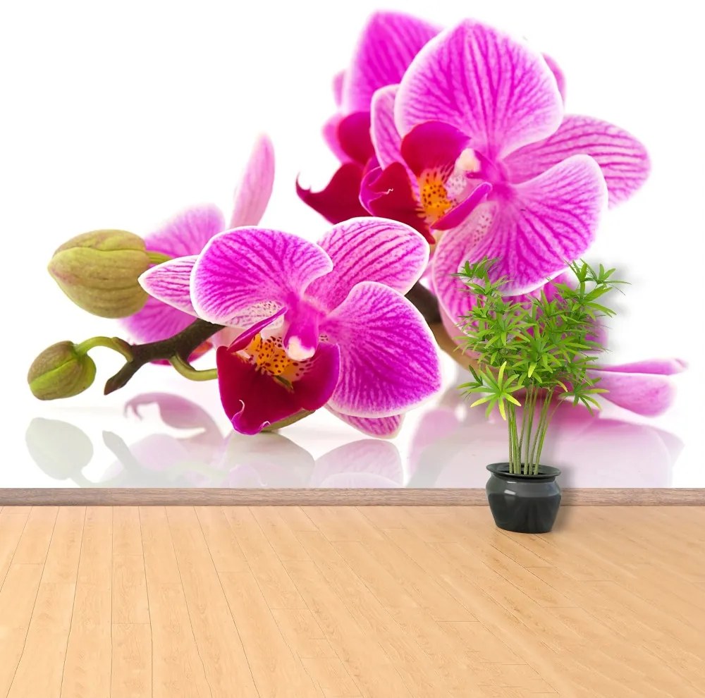 Fototapeta Vliesová Kvety orchideí 312x219 cm