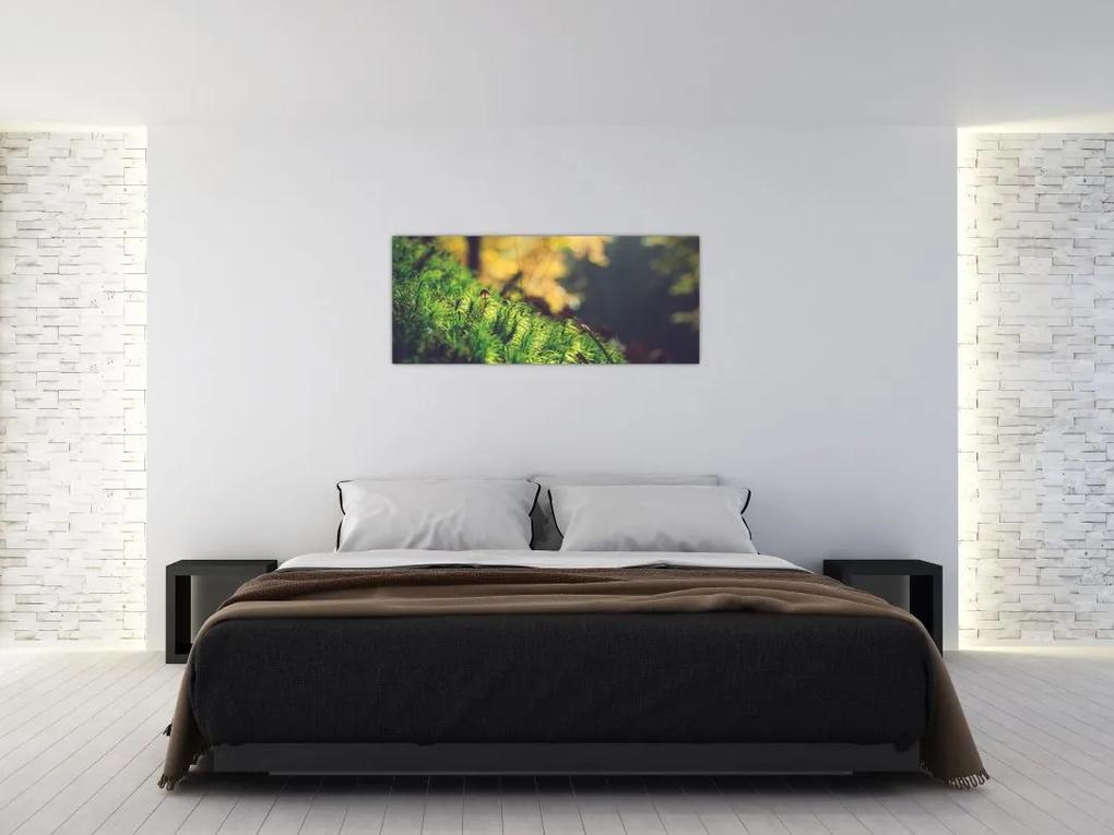 Obraz machu s hubou (120x50 cm)