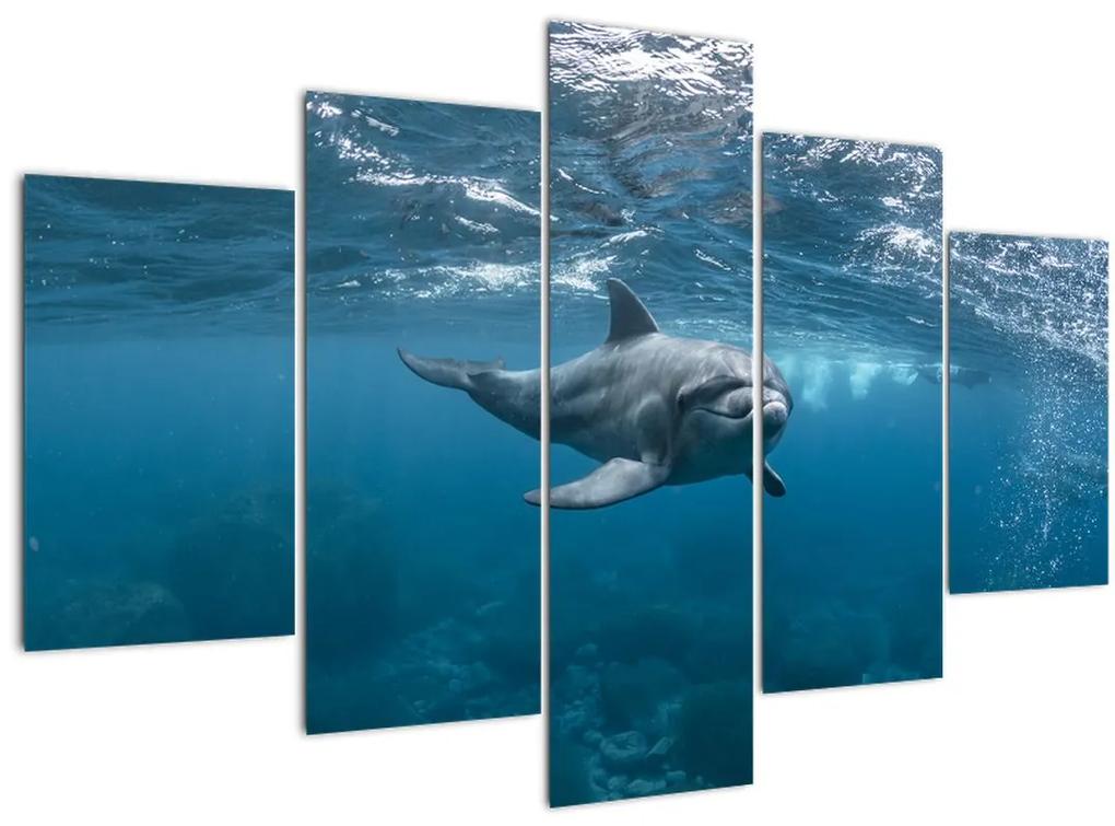 Obraz - Delfín pod hladinou (150x105 cm)