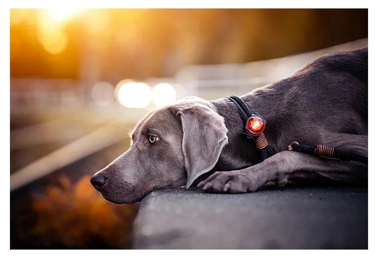 LED svetlo na obojok Amber – Orbiloc