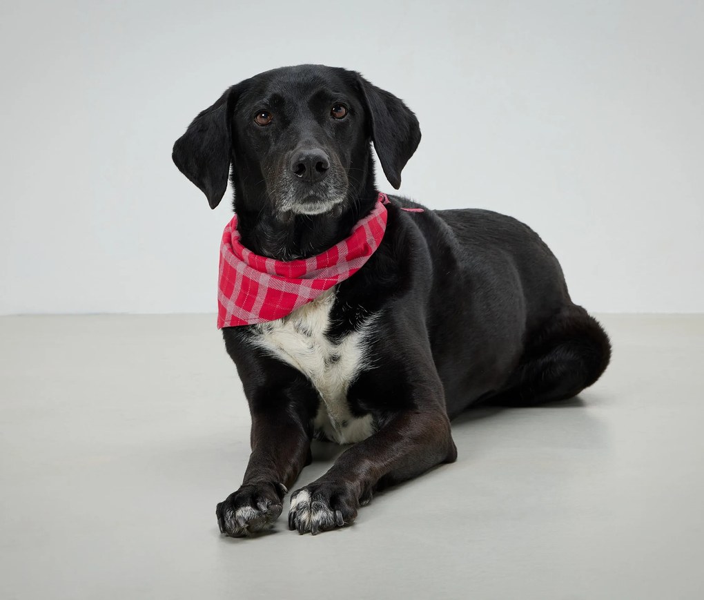 Šatka na krk pre psy