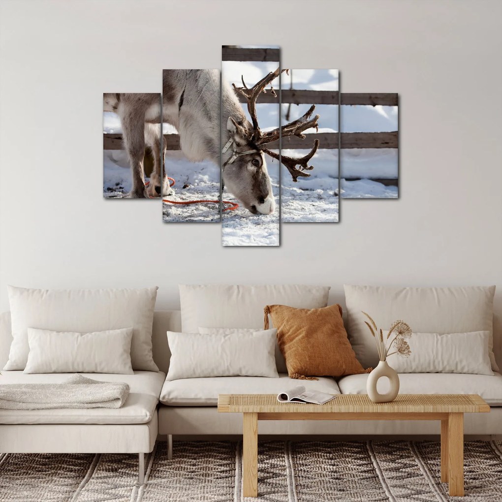 Obraz - Sob (150x105 cm)