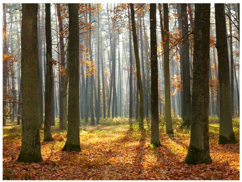 Artgeist Fototapeta - Autumn trees Veľkosť: 196x154, Verzia: Samolepiaca