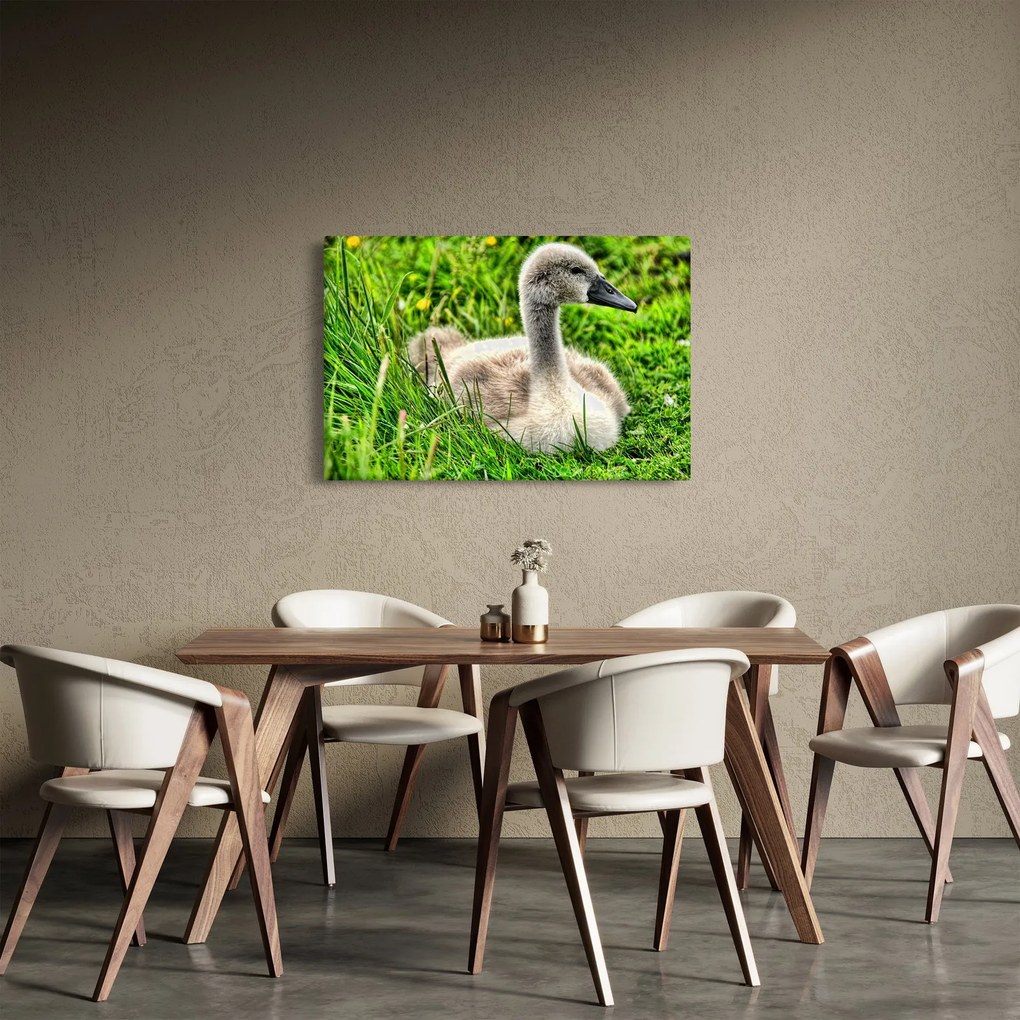 Obraz - malá labuť v tráve (90x60 cm)
