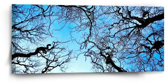 Sablio Obraz Holé konáre - 110x50 cm