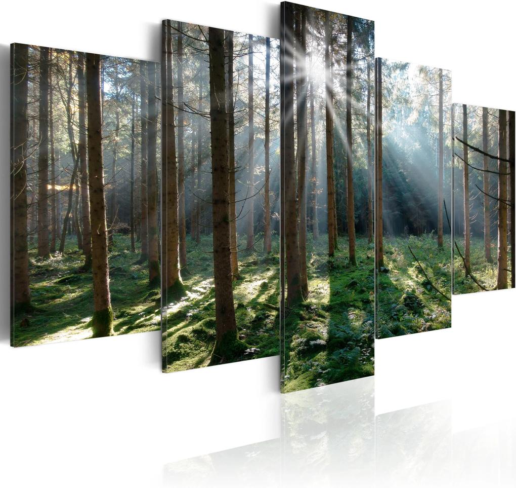 Obraz - Fairytale Forest 100x50