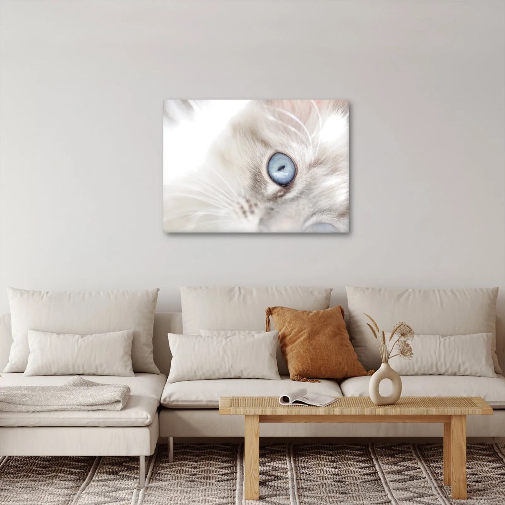 Obraz - Mačka s modrými očami (70x50 cm)