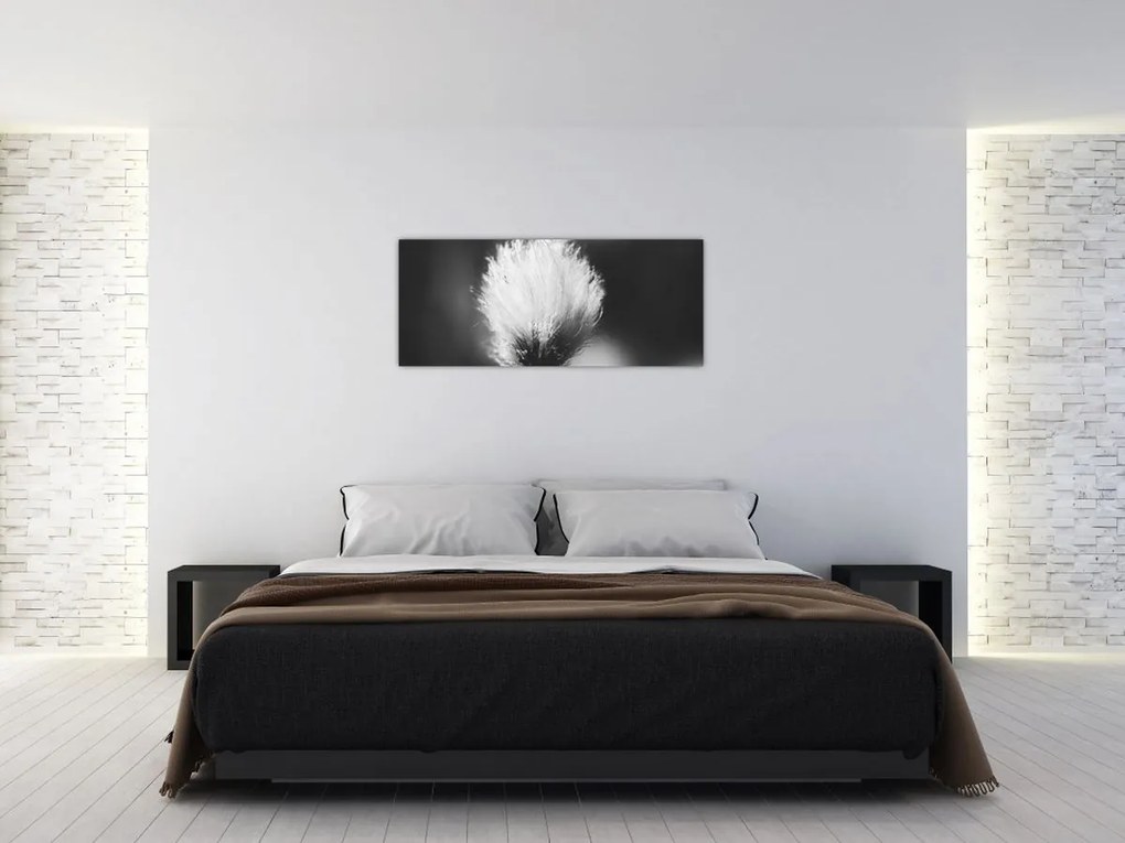 Obraz - Čiernobiely cottongrass (120x50 cm)