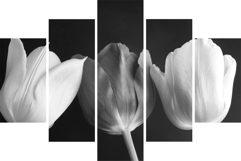 Obraz - Čiernobiele kvety tulipánov (150x105 cm)