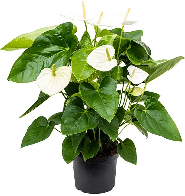 Anthurium andraeanum Alaska biela 17x60 cm